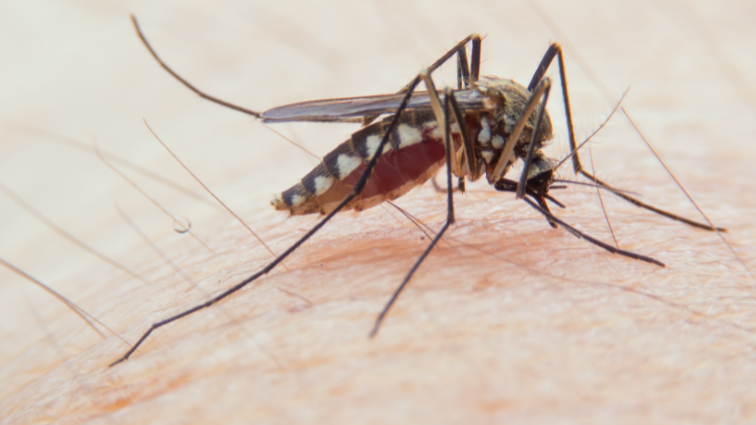 Komáre sú jedným z mnohých druhov hmyzu, ktoré nás vedia poriadne potrápiť. Ale prečo si vybral práve nás?